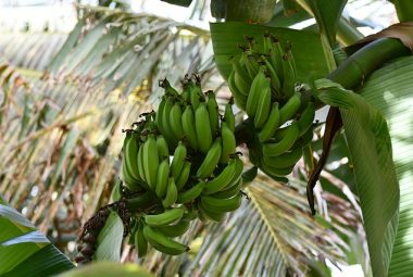 cybresecurity and banana plant